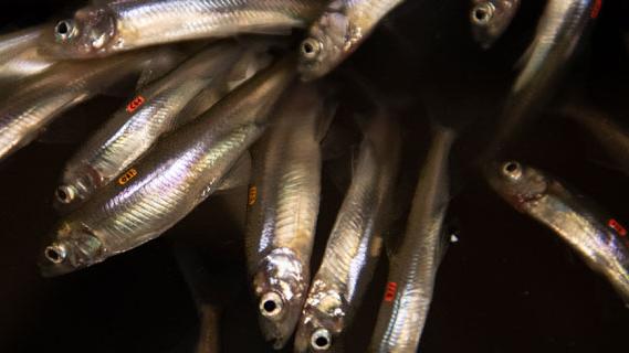 Delta to protect Delta smelt